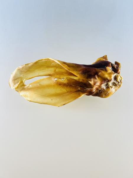 Rinderohr mit Muschel